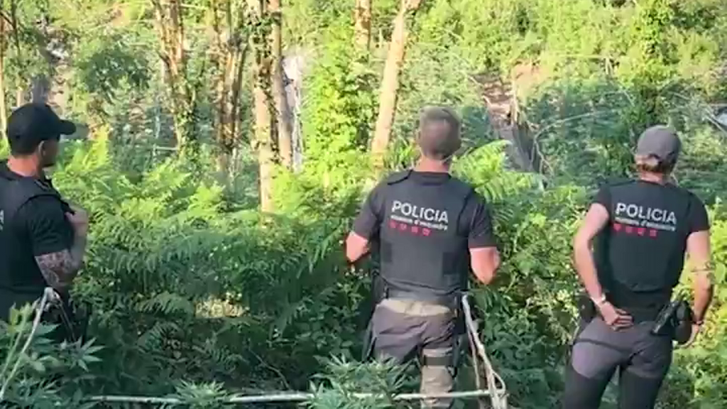 Detectan con un dron 6.000 plantas de marihuana en una zona boscosa en Barcelona