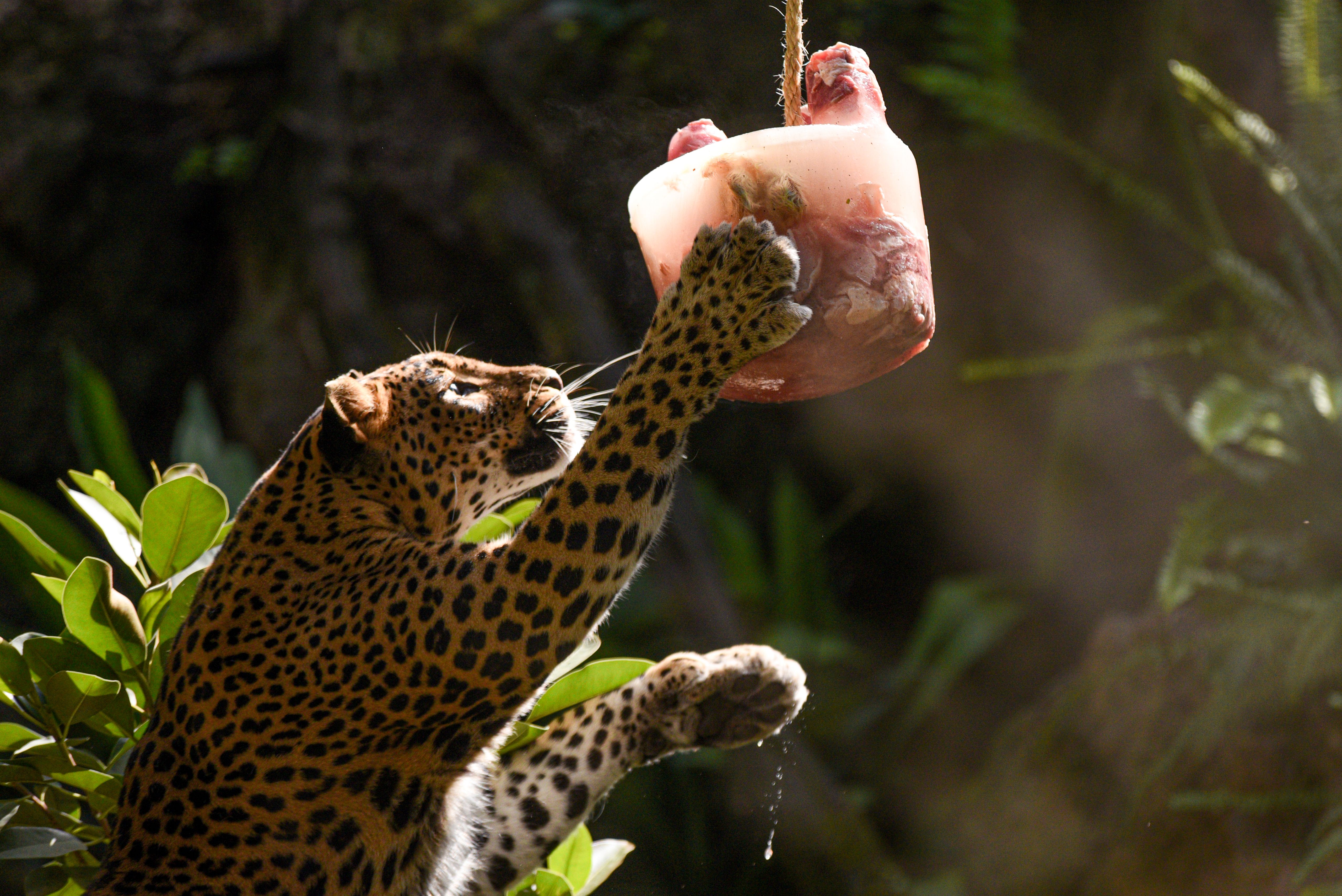 Guepardo sostiene un helado gigante en Bioparc Valencia