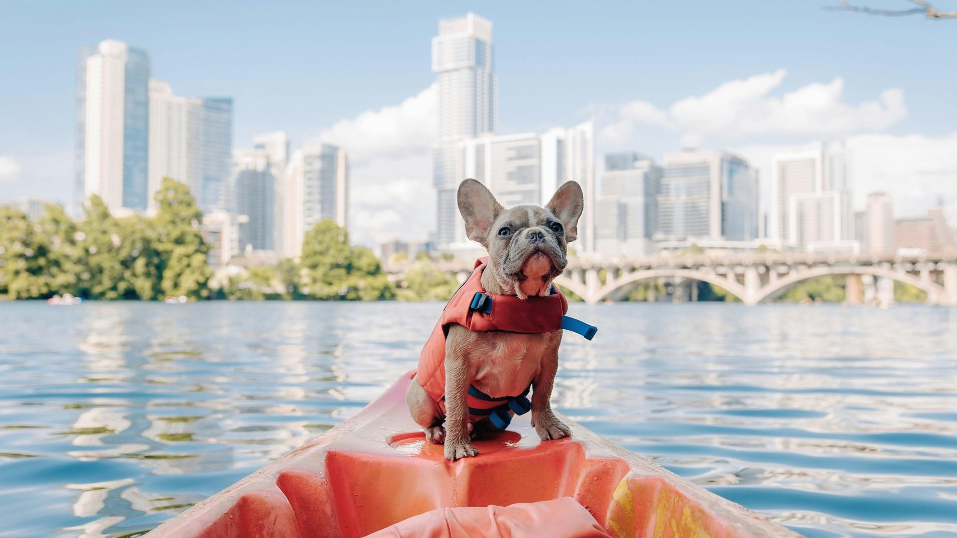 viajar mascota perro unsplash