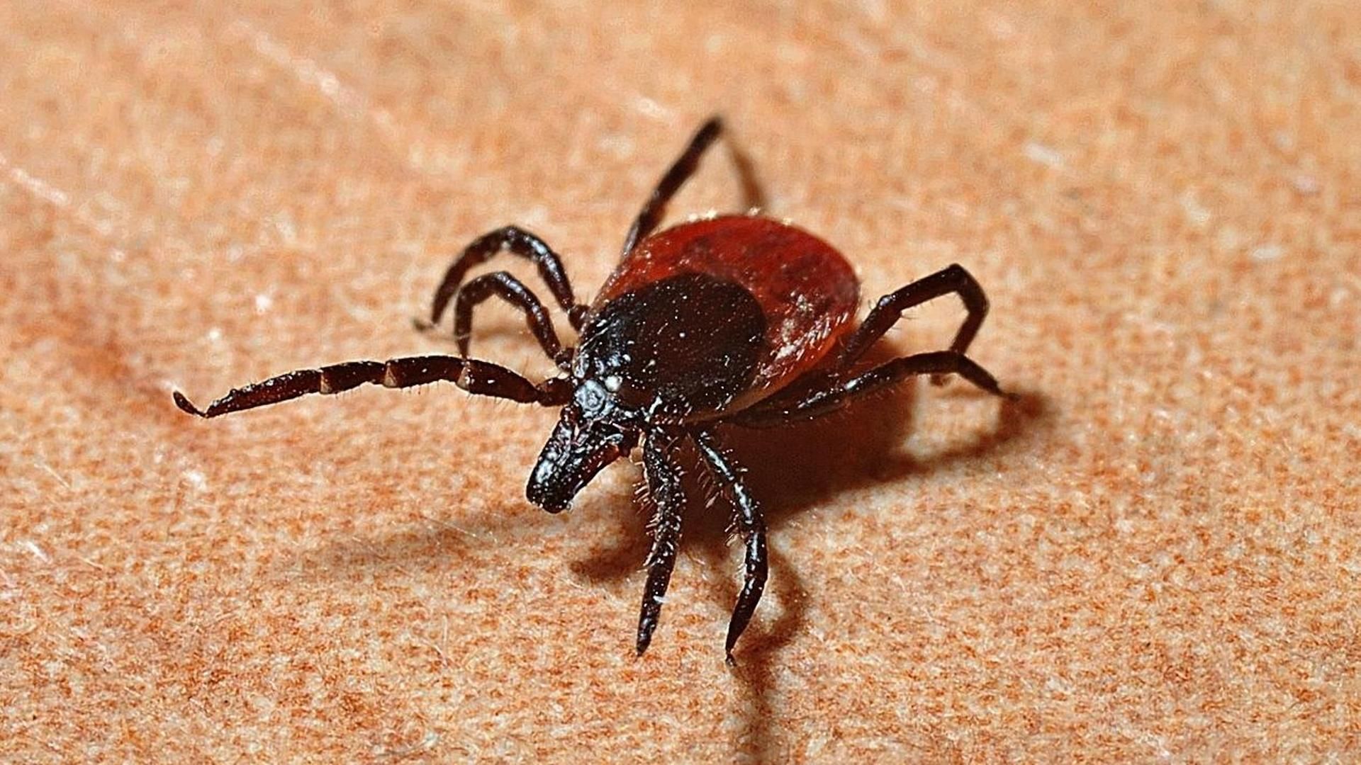 Cataluña advierte sobre la plaga de garrapatas: estos son los consejos para evitar su picadura