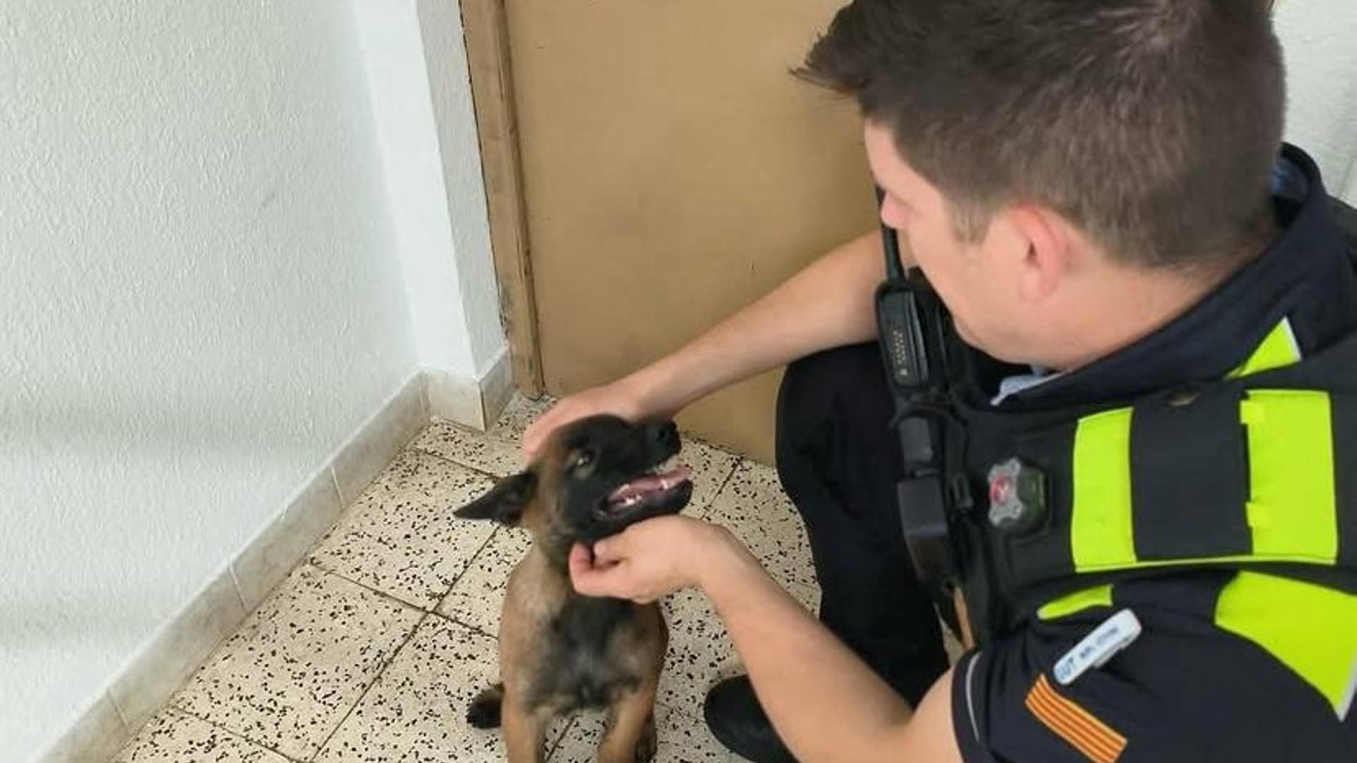 El rescate en plena ola de calor a un cachorro en un balcón de Tarragona