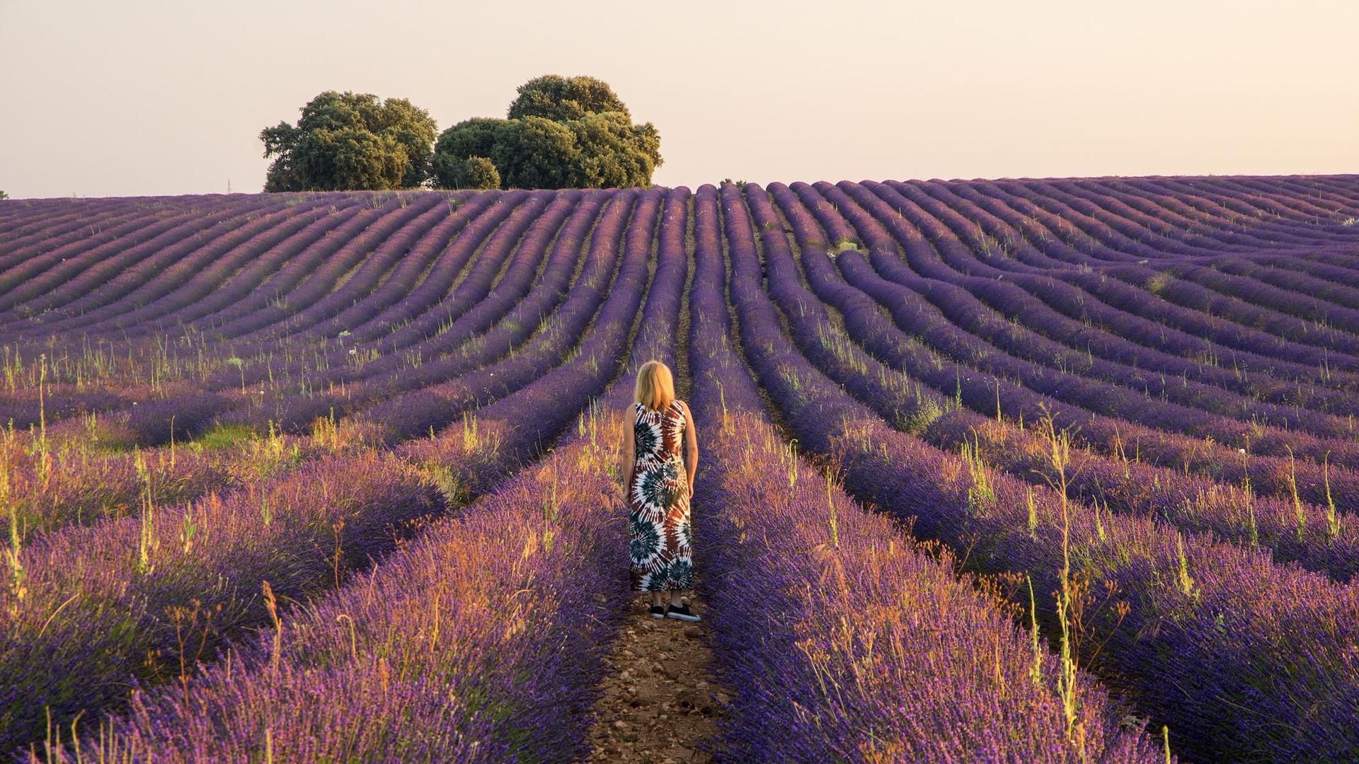 La Lavanda en Brihuega