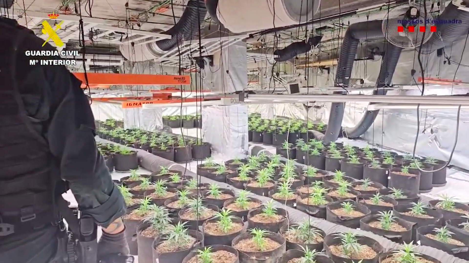 Cae una banda dedicada al cultivo 'indoor' de cannabis en Cataluña y Aragón