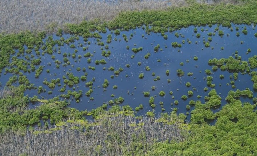 Fotografía aérea de archivo del parque nacional de los Everglades en el Estado de Florida, EE.UU