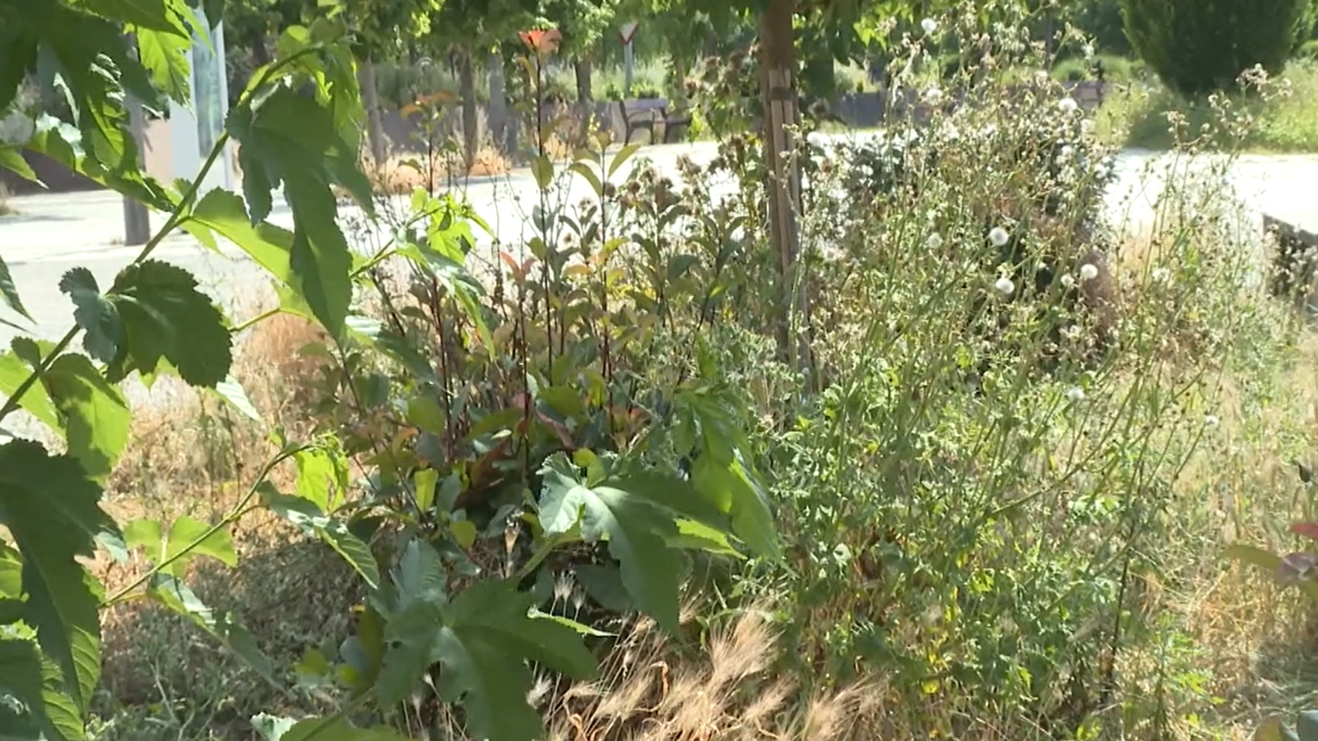 Huelga de los jardineros en Vitoria: crece la preocupación tras multiplicarse la presencia de garrapatas