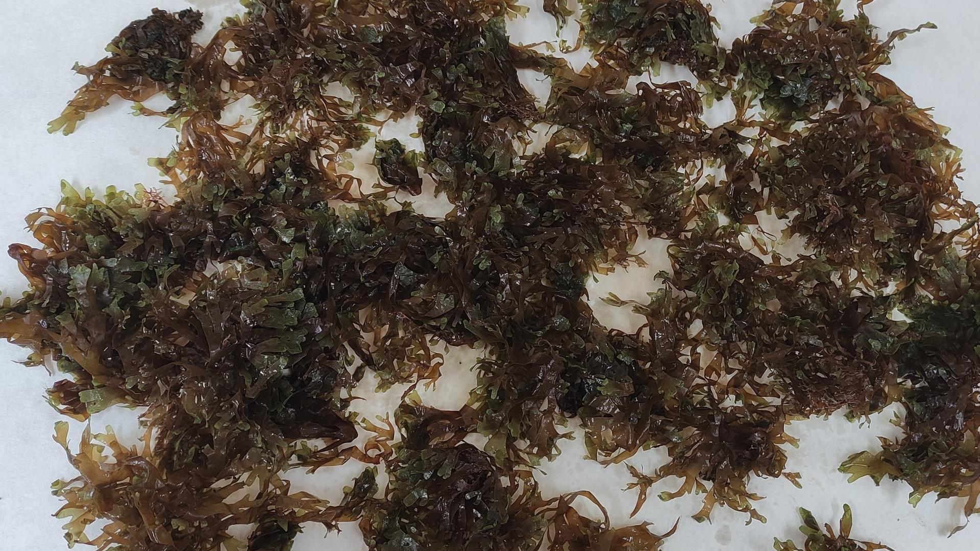 La advertencia de un experto sobre la invasión de algas asiáticas en Canarias: "Debemos buscar soluciones”