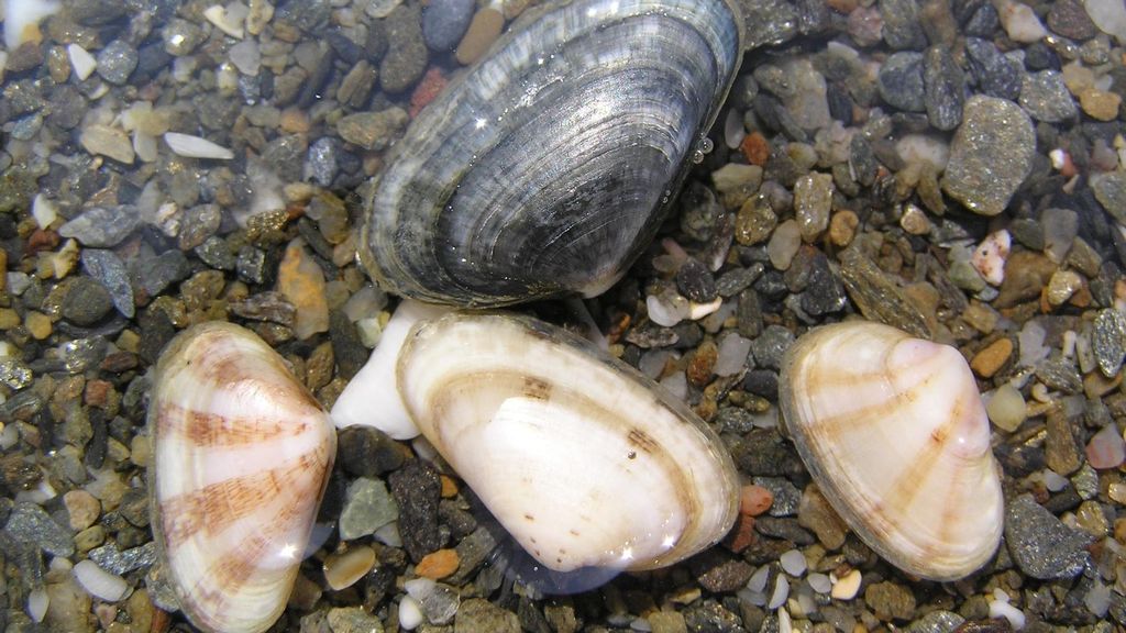 Las especies marítimas que corren peligro por el aumento de temperaturas en el Mediterráneo: "A los 30 grados se mueren"