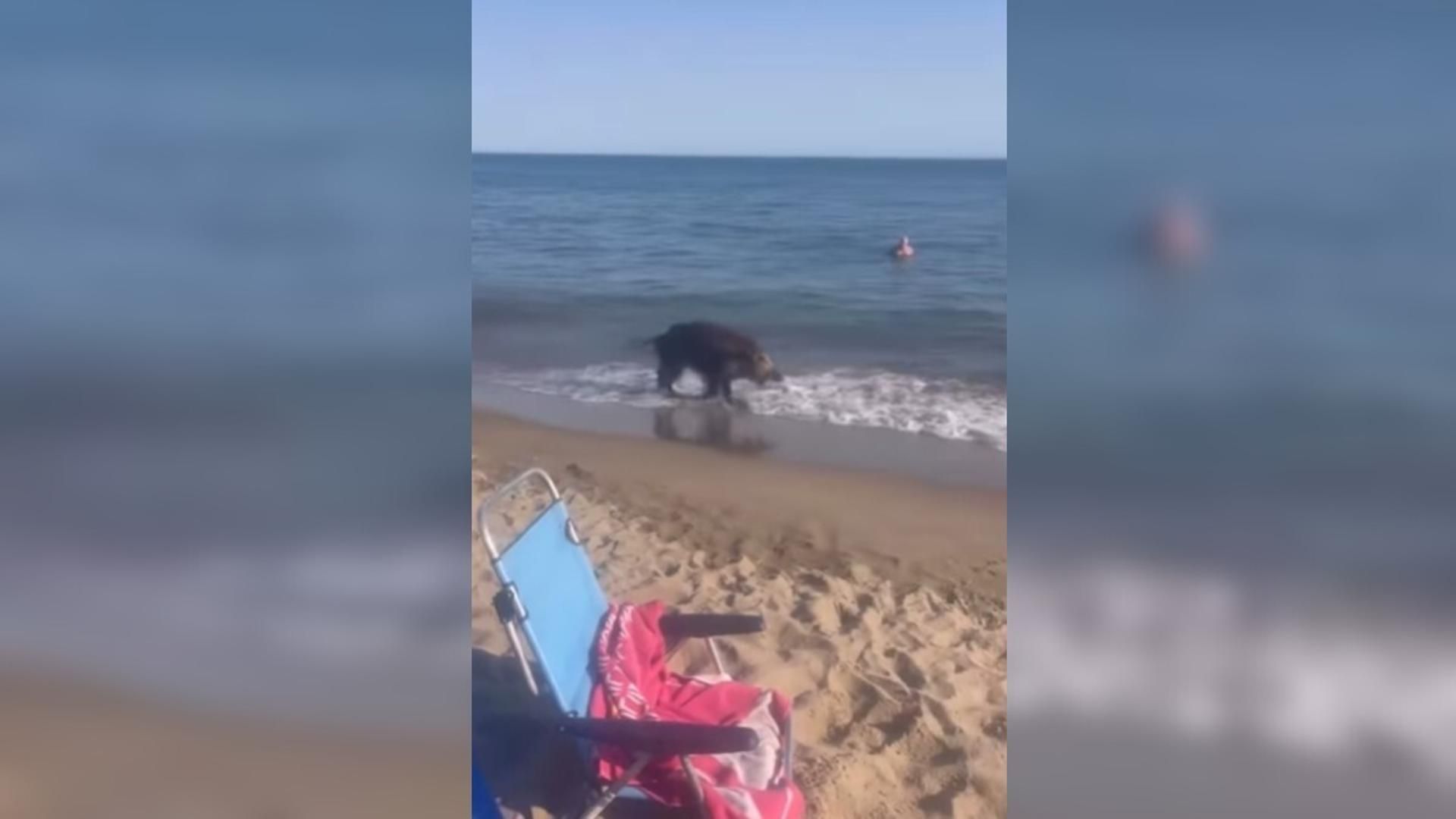 Un jabalí se pasea por la orilla de la playa de Marbella