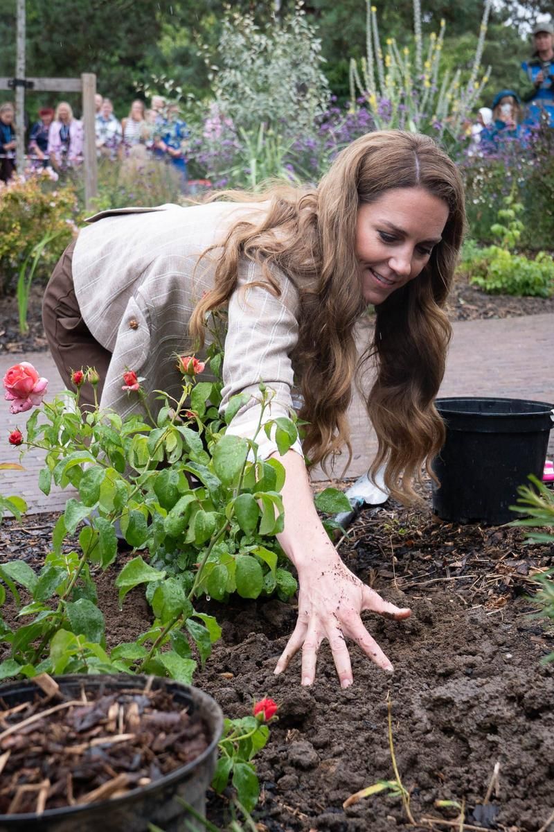 Kate Middleton, plantando algunas de las rosas