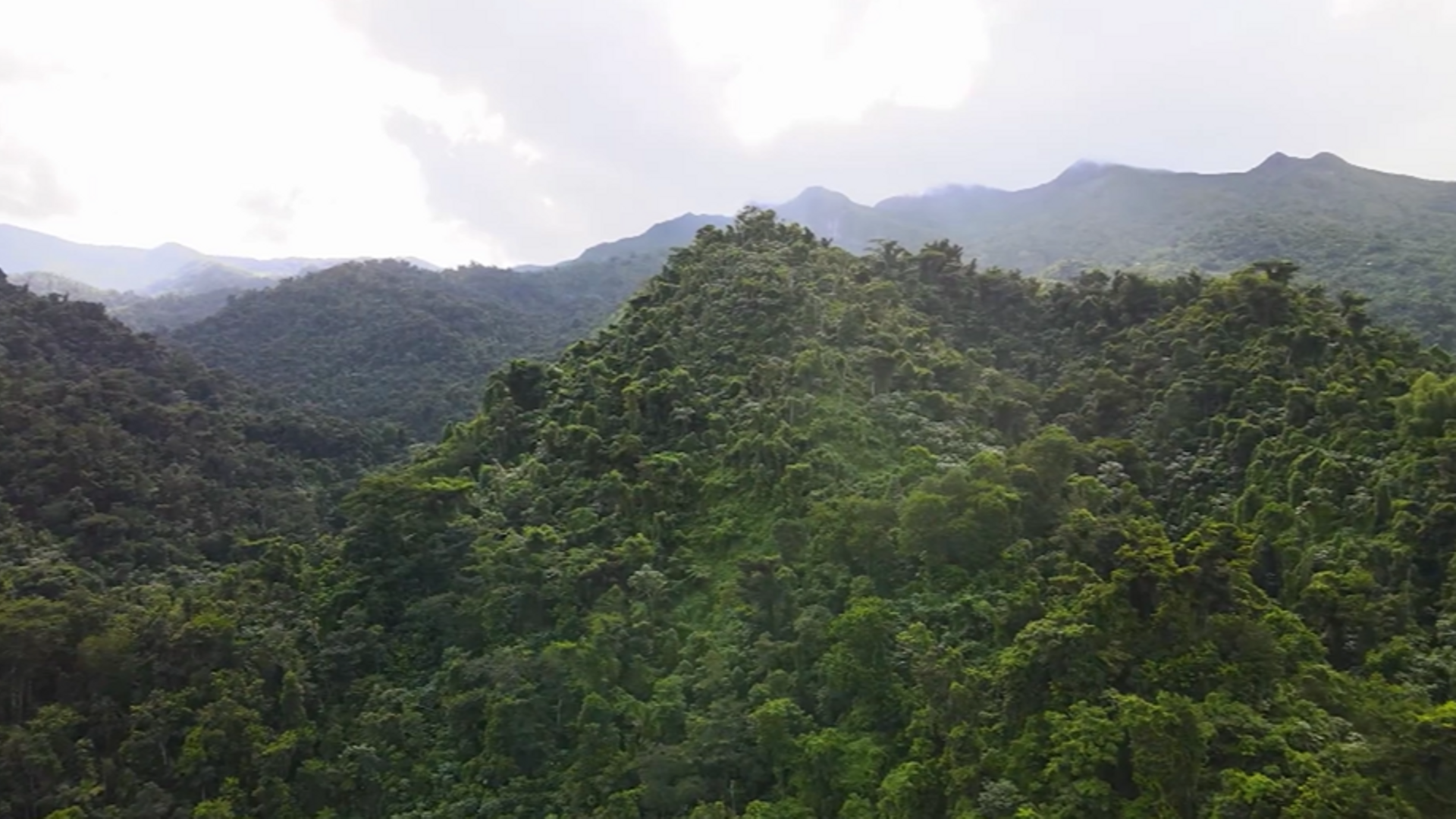 Así es El Yunque, el único bosque tropical lluvioso de EEUU: una parada obligatoria en Puerto Rico