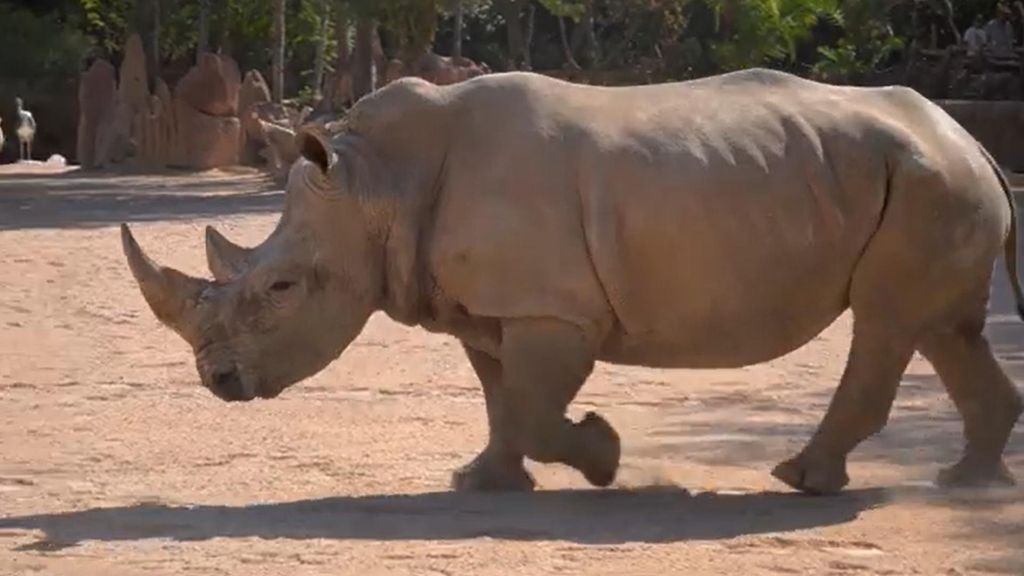 Bioparc anuncia el primer embarazo de Kwanza, una hembra de rinoceronte blanco