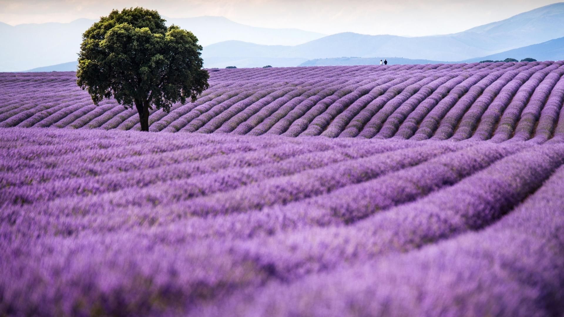 Los jardines de lavanda de Brihuega, en Guadalajara