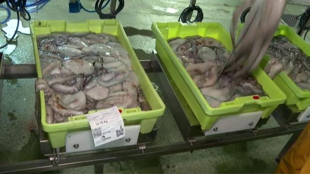 Termina la veda de tres meses a la captura de pulpo gallego: los ejemplares vuelan en cuanto llegan a las lonjas