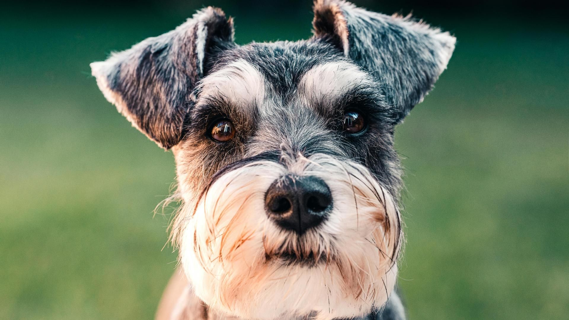 Un ejemplar de schnauzer