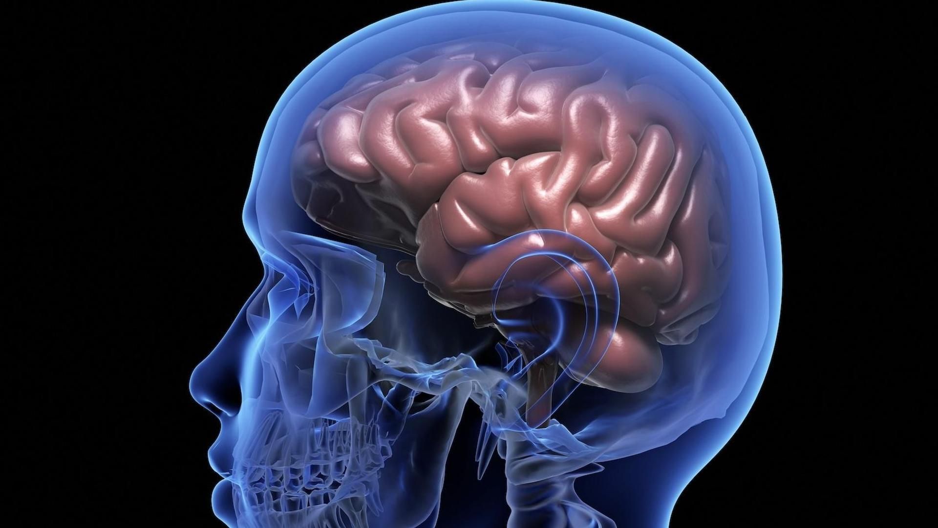 Un estudio revela nuevas pruebas que demostrarían que el cerebro produce neuronas toda la vida Un estudio revela nuevas pruebas que demostrarían que el cerebro produce neuronas toda la vida