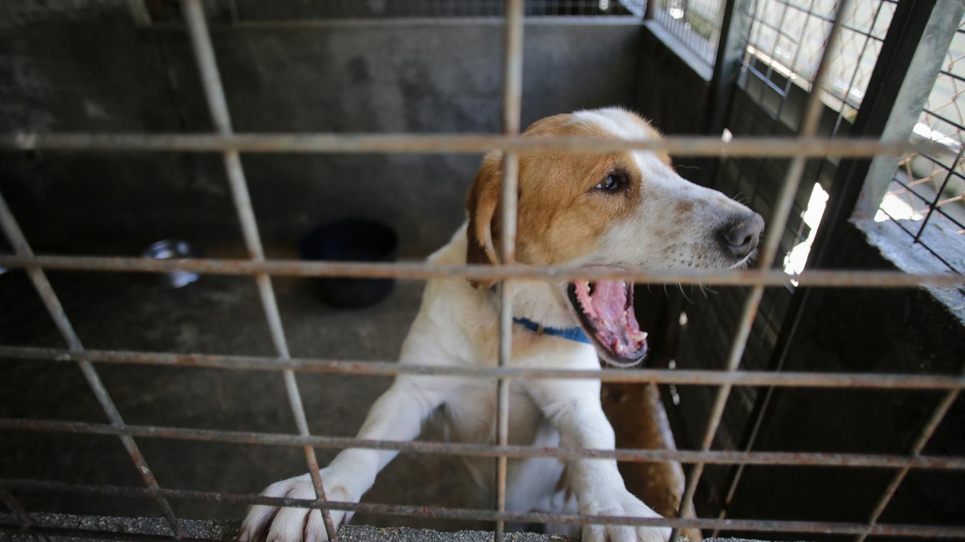 Archivo - Un perro en una de las jaulas de la Sociedad Protectora de animales de Lugo, a 16 de marzo de 2023, en Lugo, Galicia (España).