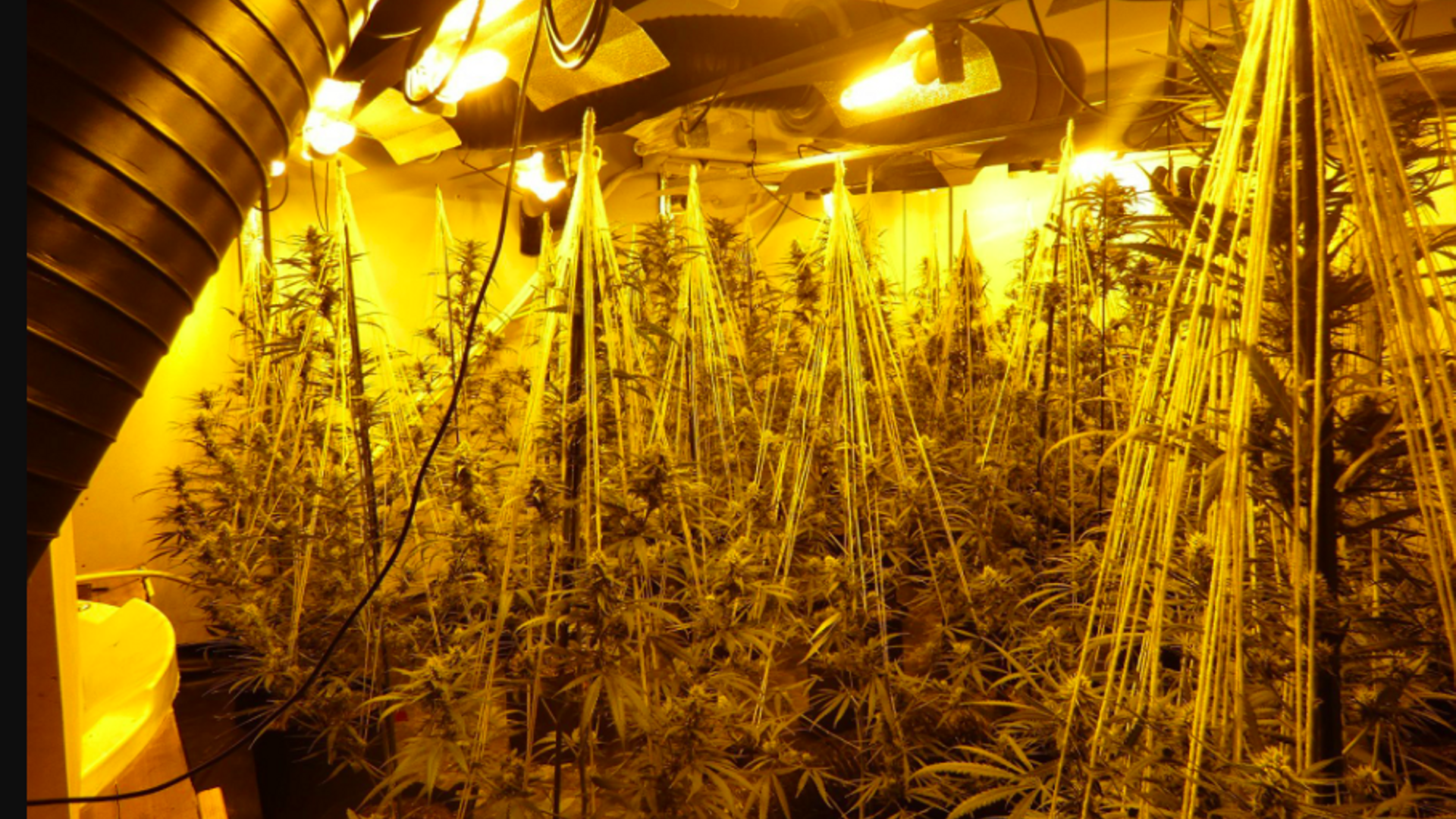 Desmantelan una plantación de marihuana en un prostíbulo abandonado en Lleida