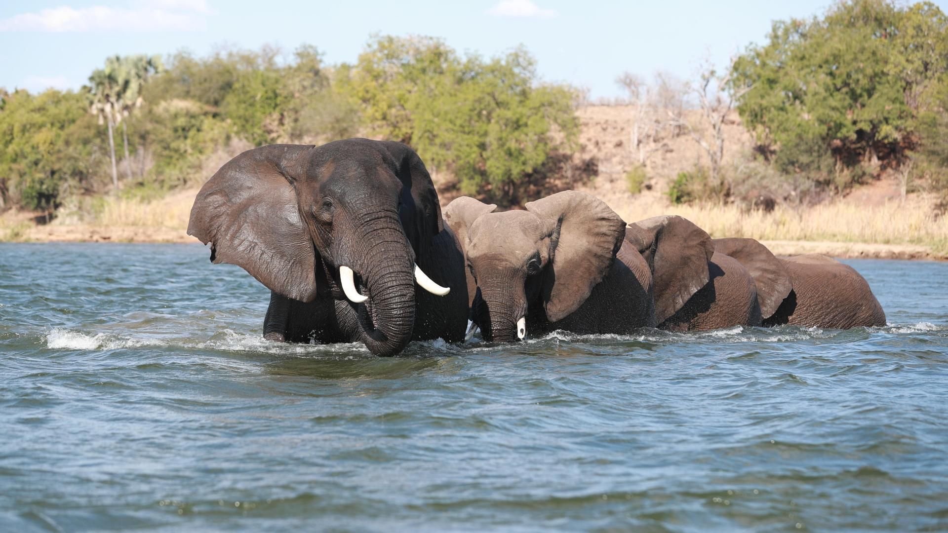 Dos elefantes cruzan el río Zambezi, en Zambia