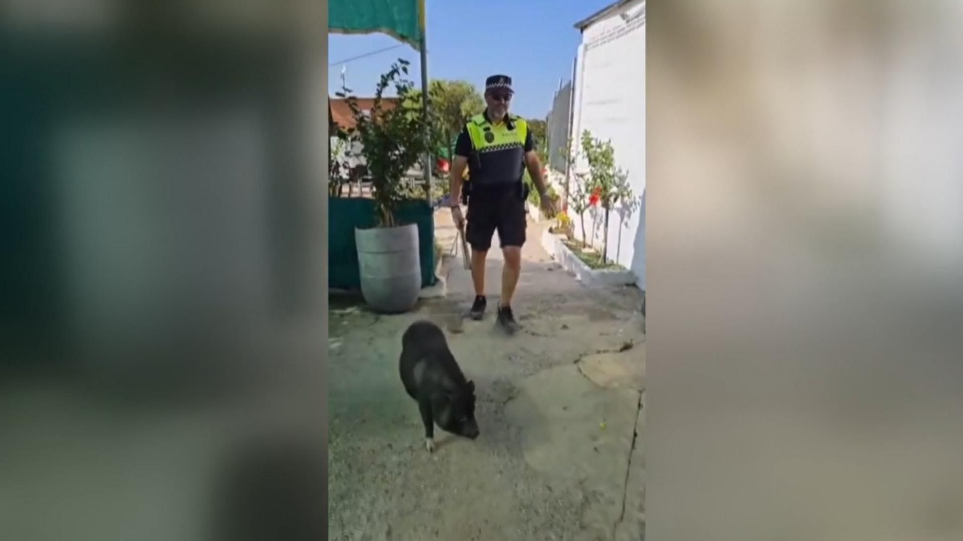 La Policía Local de Algeciras retira un cerdo vietnamita de la playa de El Rinconcillo
