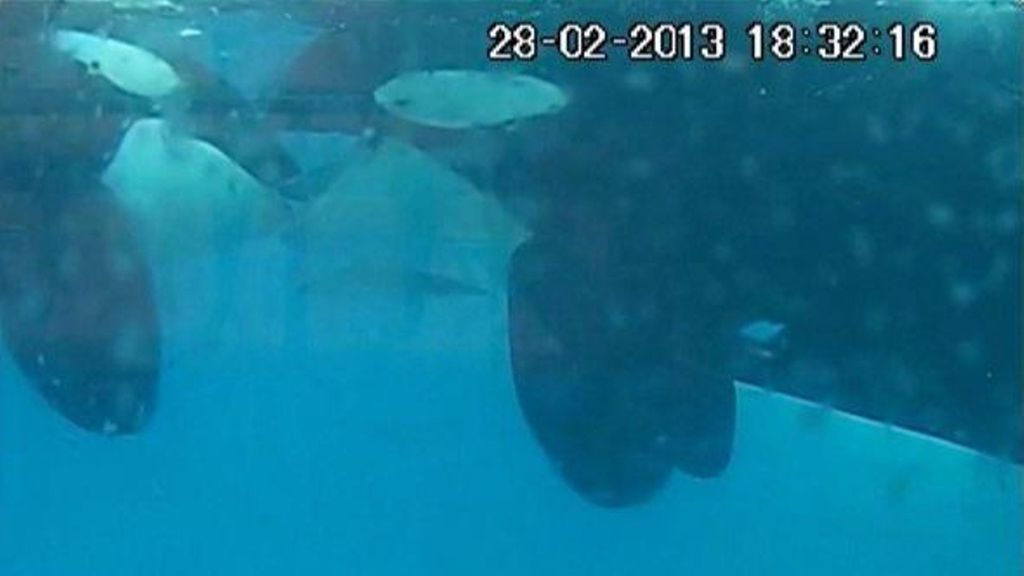 Un grupo de buceadores capta por primera vez en la historia un "beso" entre orcas salvajes