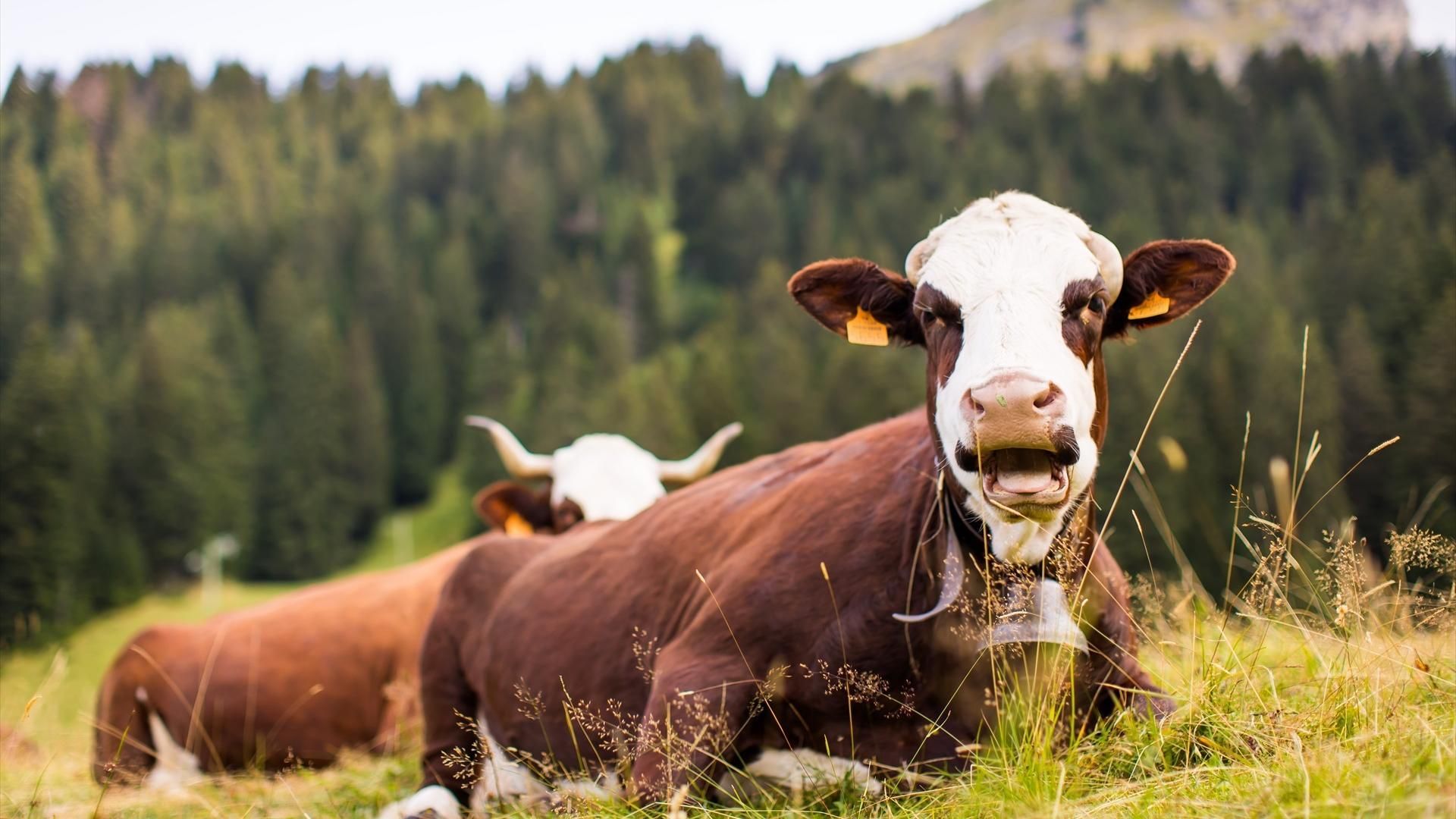 Un hombre de Lugo ató a una vaca y la violó.