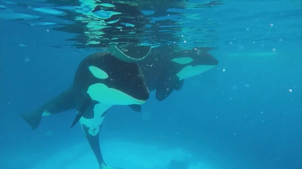 ‘Cuarto Milenio’ destapa la verdad sobre las orcas y delfines del parque marino de Antibes Cuarto Milenio Temporada 20 Top Vídeos 650