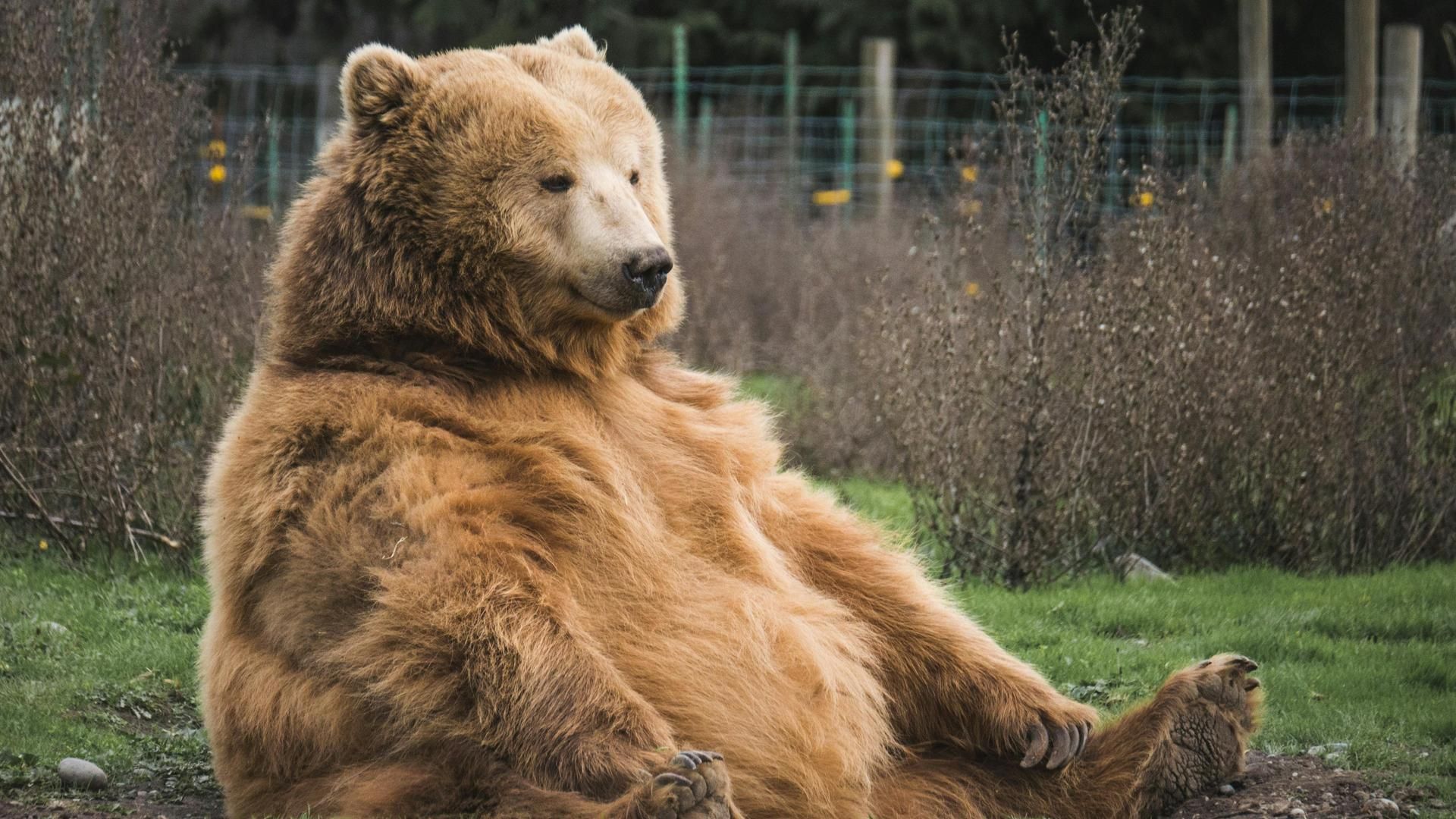 oso