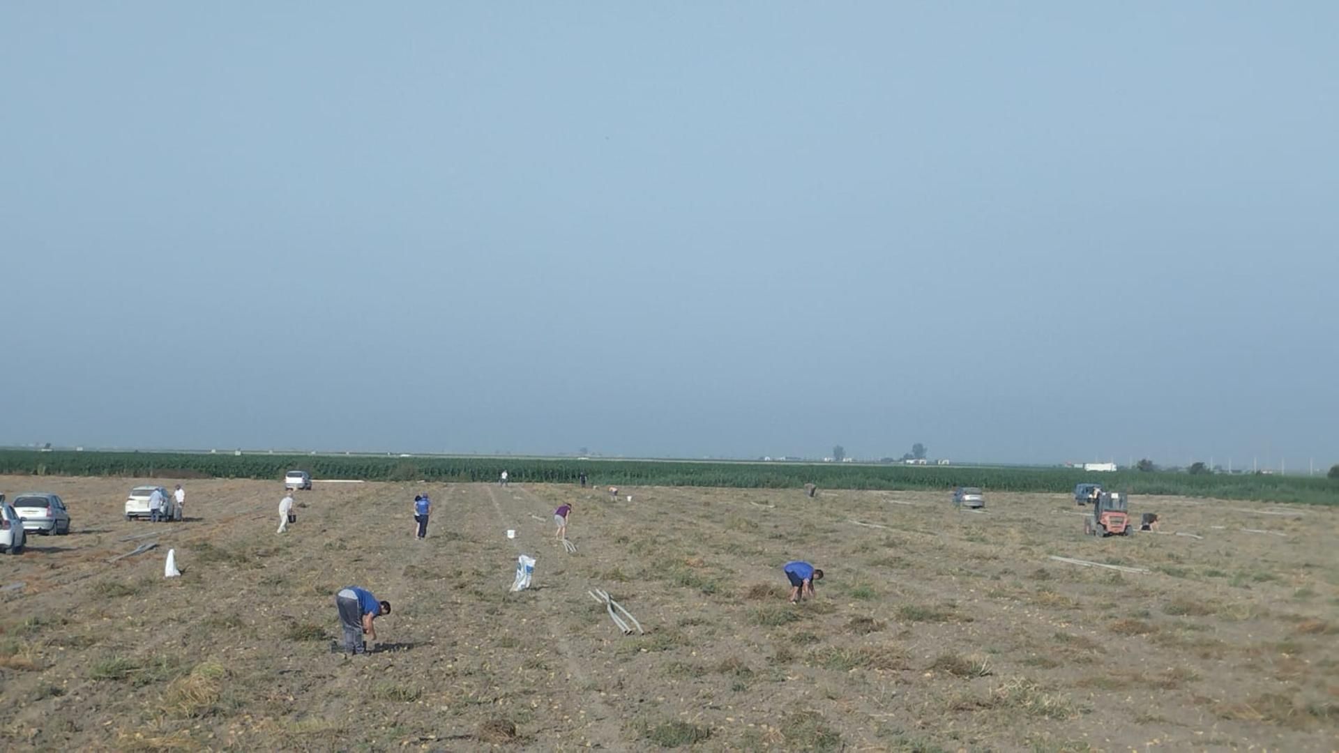 Decenas de personas recogen patatas de forma gratuita de una finca de Lebrija, Sevilla Decenas de personas recogen patatas de forma gratuita de una finca de Lebrija, Sevilla