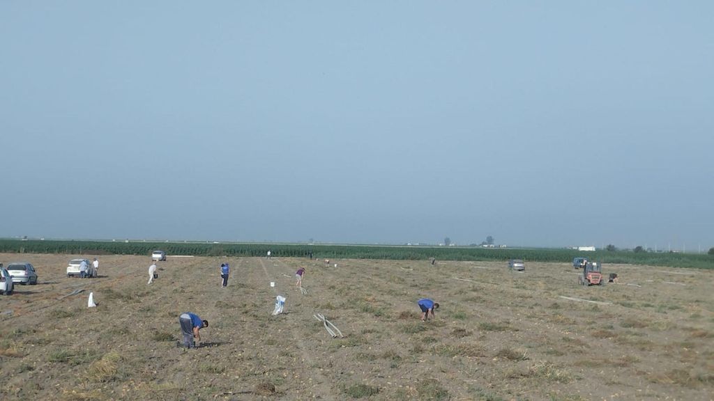 Decenas de personas recogen patatas de forma gratuita de una finca de Lebrija, Sevilla