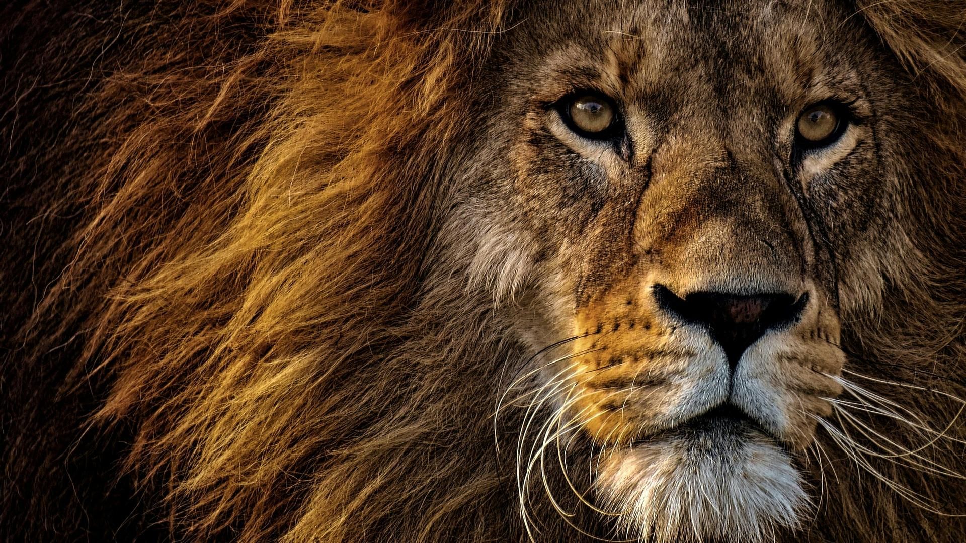 León