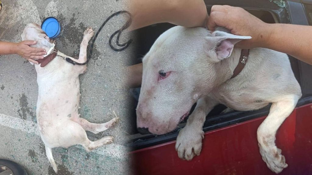 perro rescatado