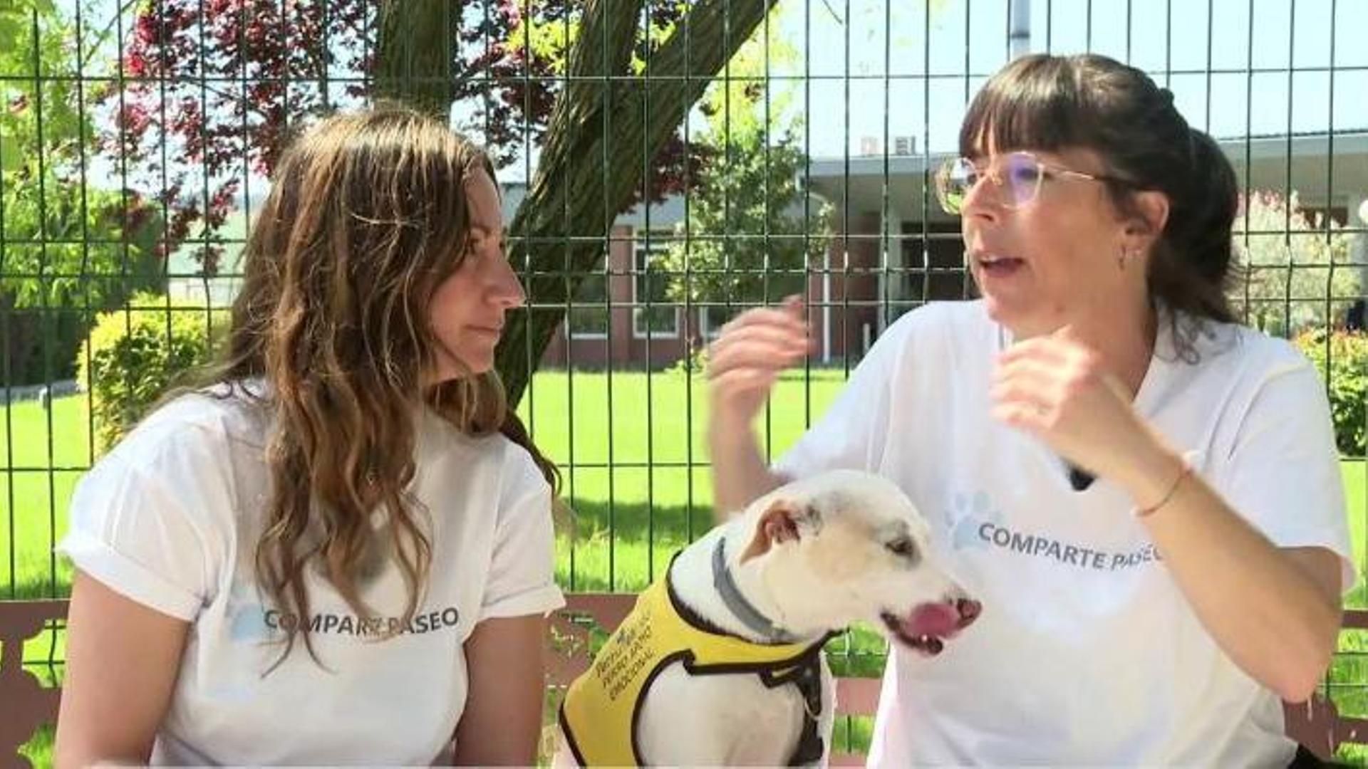 Pictolín, el perro que acompaña en el duelo a quienes pierden a un ser querido: "sin darte cuenta te hace sonreír"