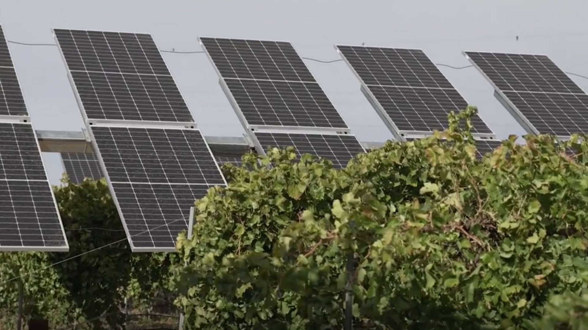 Toledo acoge la planta agrovoltaica más avanzada de España para proteger viñedos del calor extremo