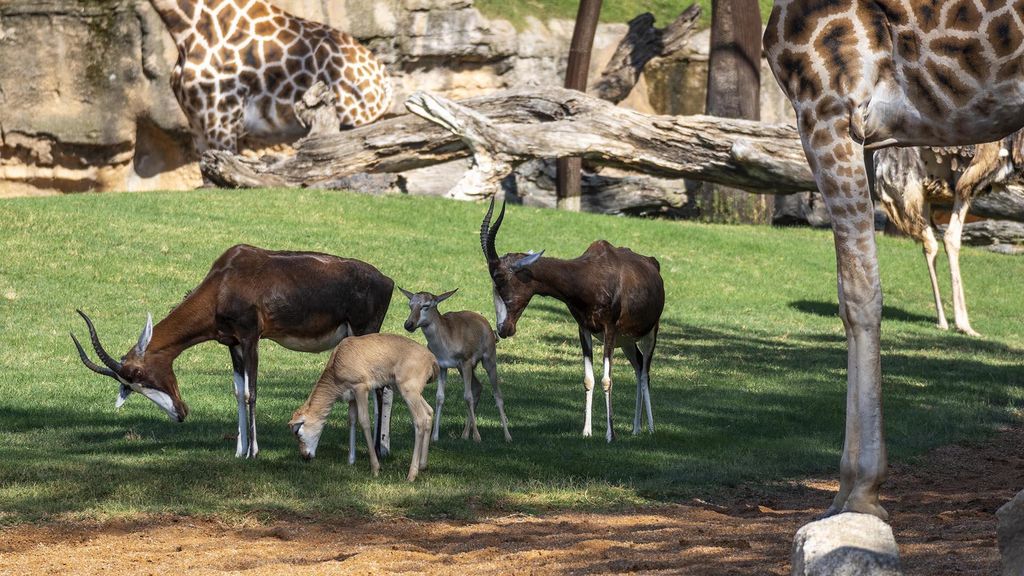 Crias de blesbok en el recinto multiespecie de la sabana en BIOPARC Valencia 2025