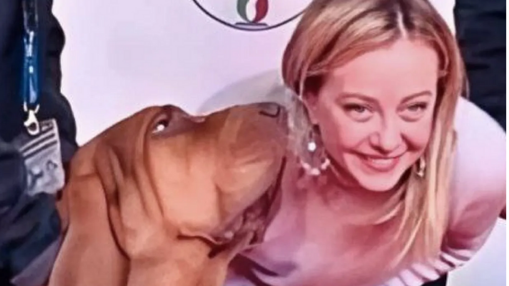 Indignación en Italia por la muerte de Bruno, un perro de rescate premiado por Meloni: comió un cebo relleno de clavos
