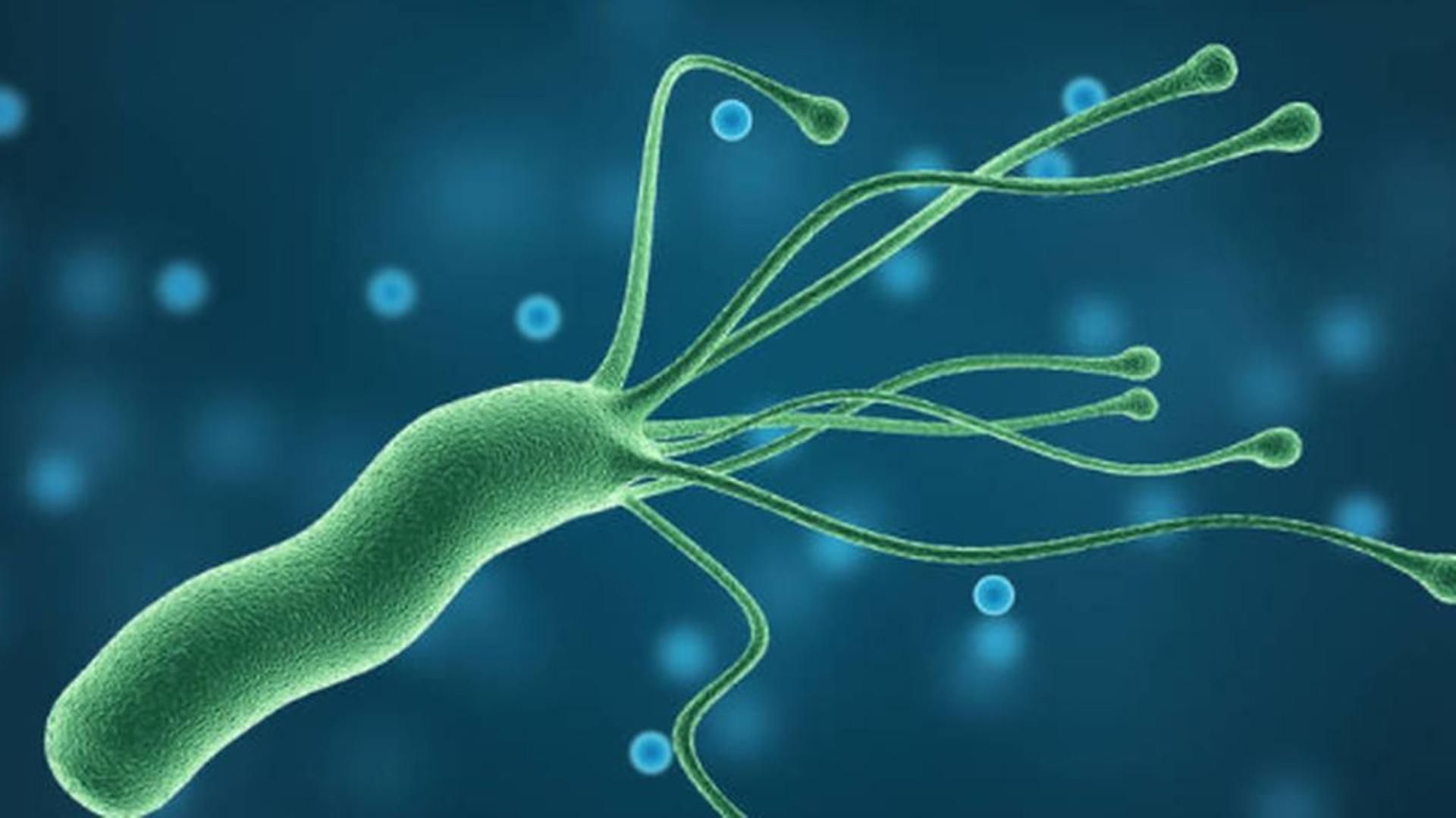 La Universidad de Zaragoza plantará cara al helicobacter pylori, una bacteria cada día más resistente