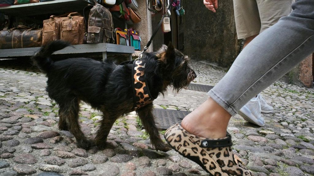Perro paseando