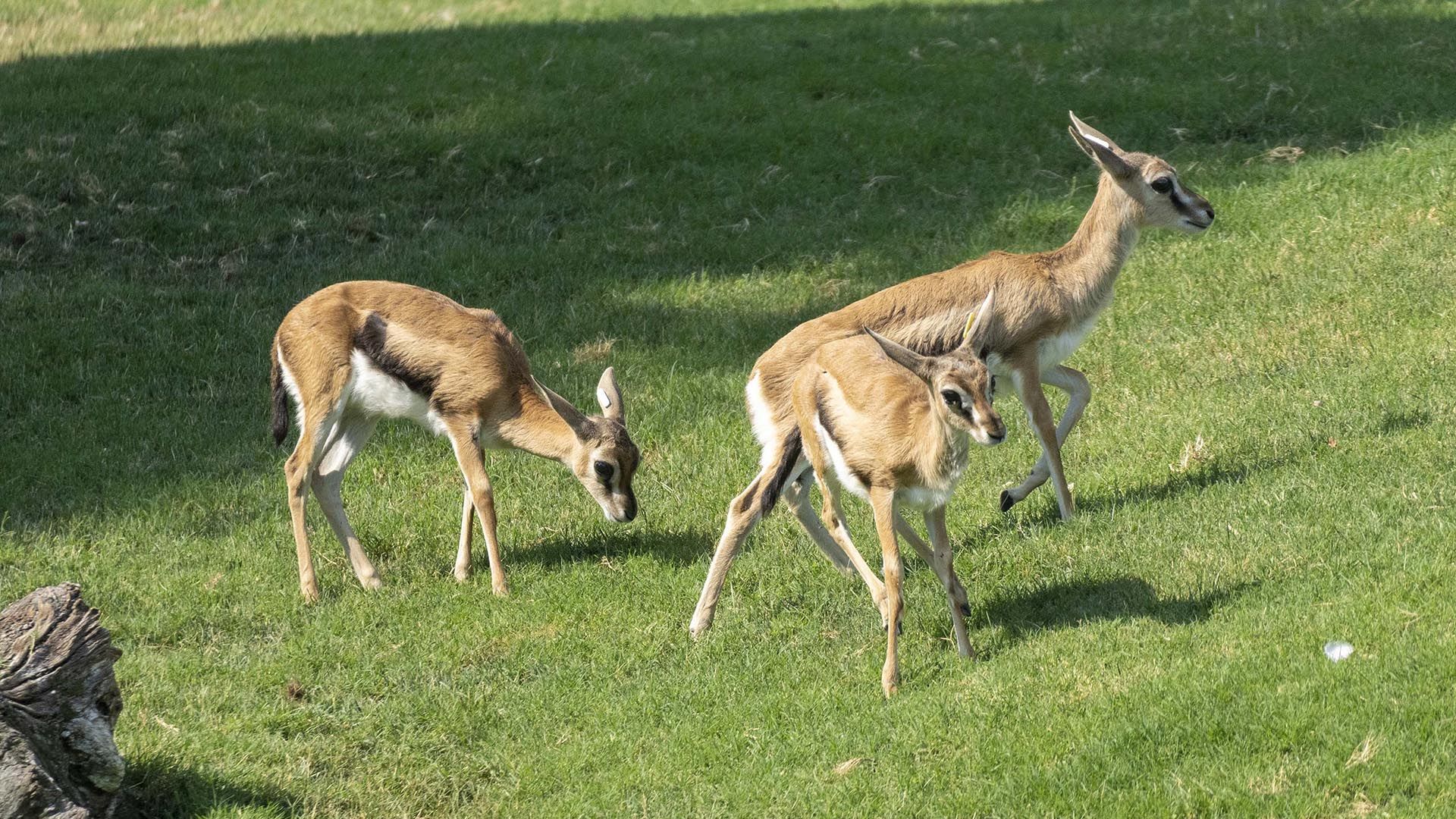 Tres crias de gacela de Thomson en la sabana de BIOPARC Valencia 2025