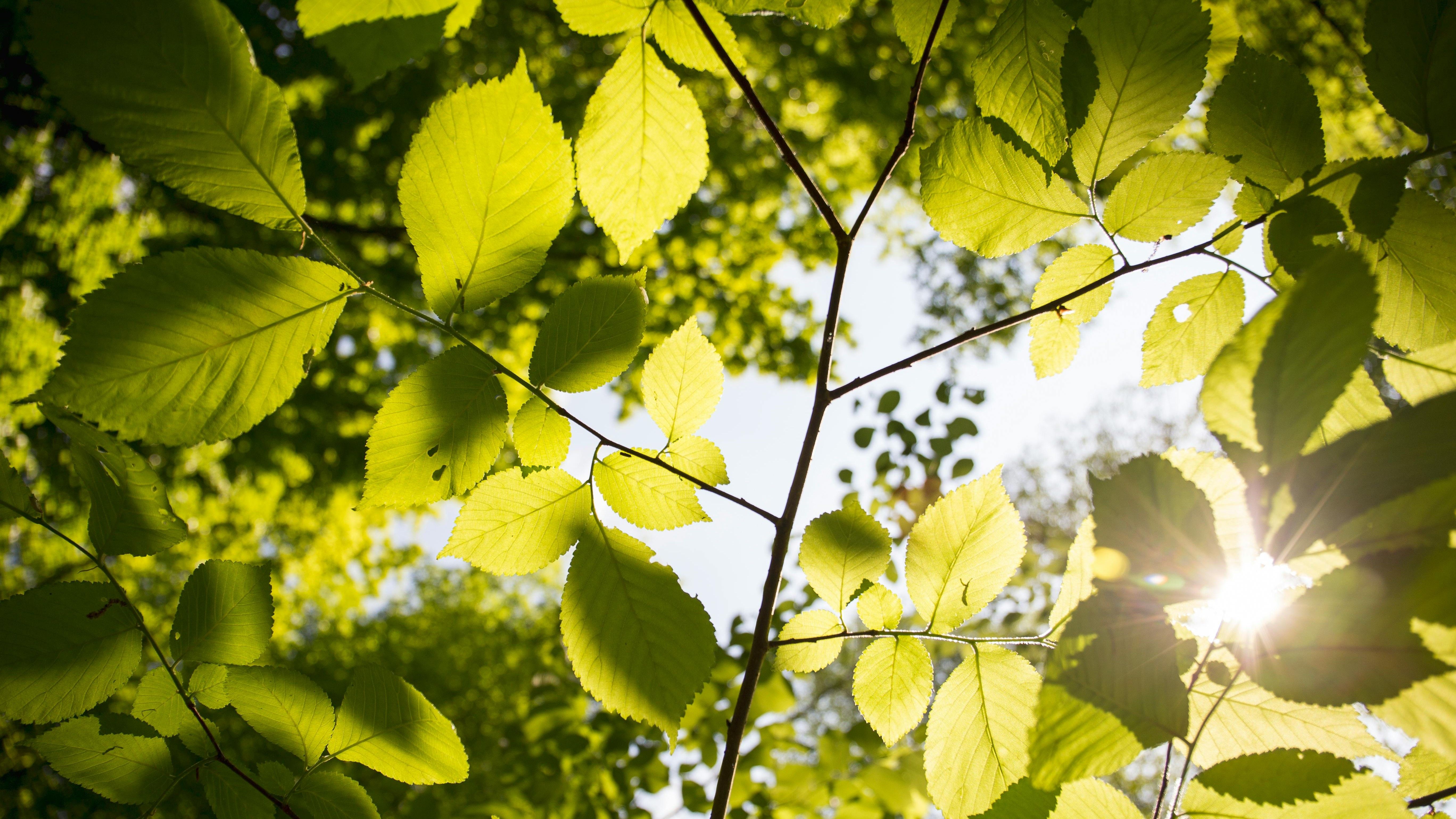 La clorofila permite la fotosíntesis. FUENTE: Pexels