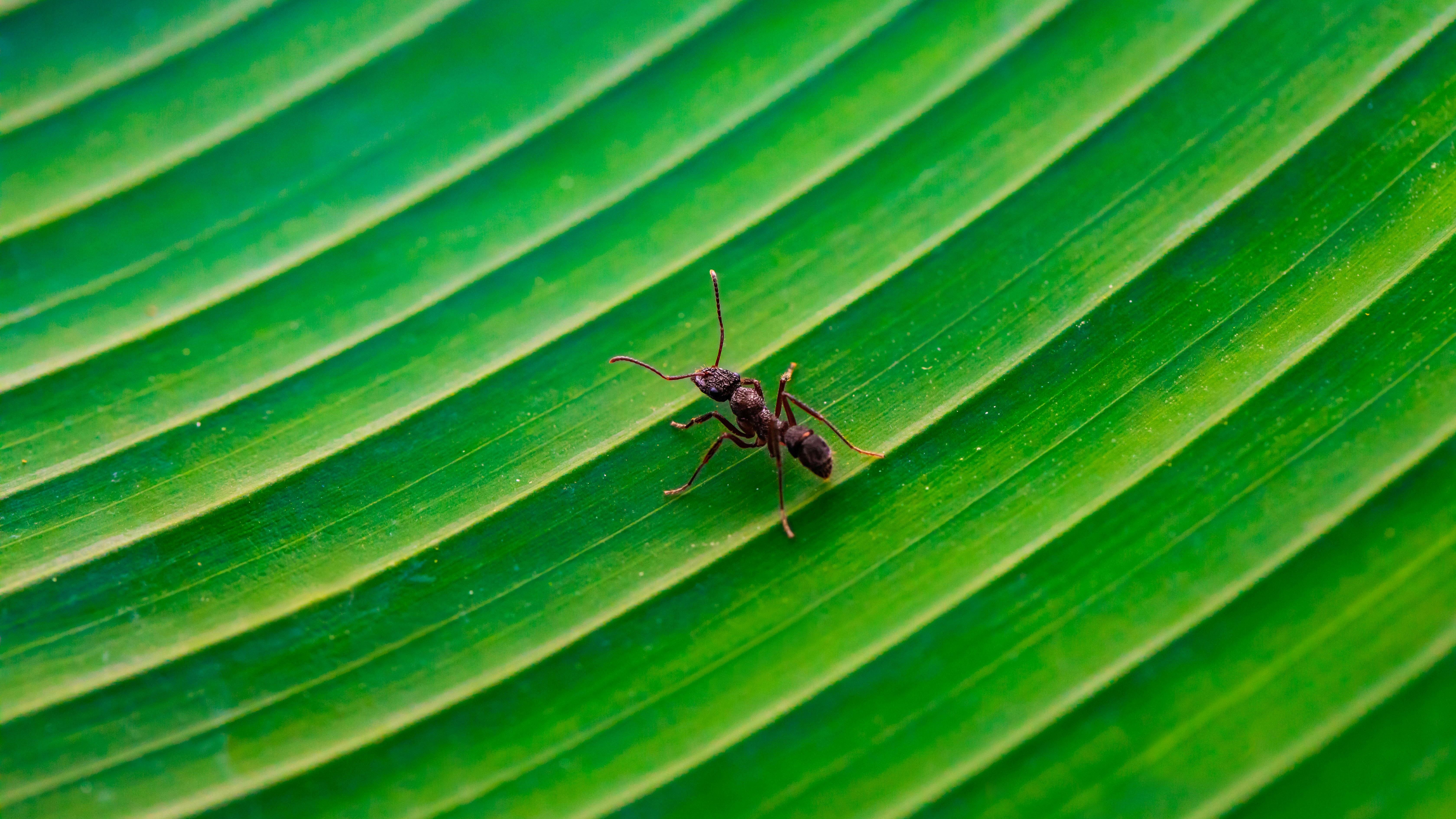 Muchas hormigas pueden atraer una plaga. FUENTE: Pexels