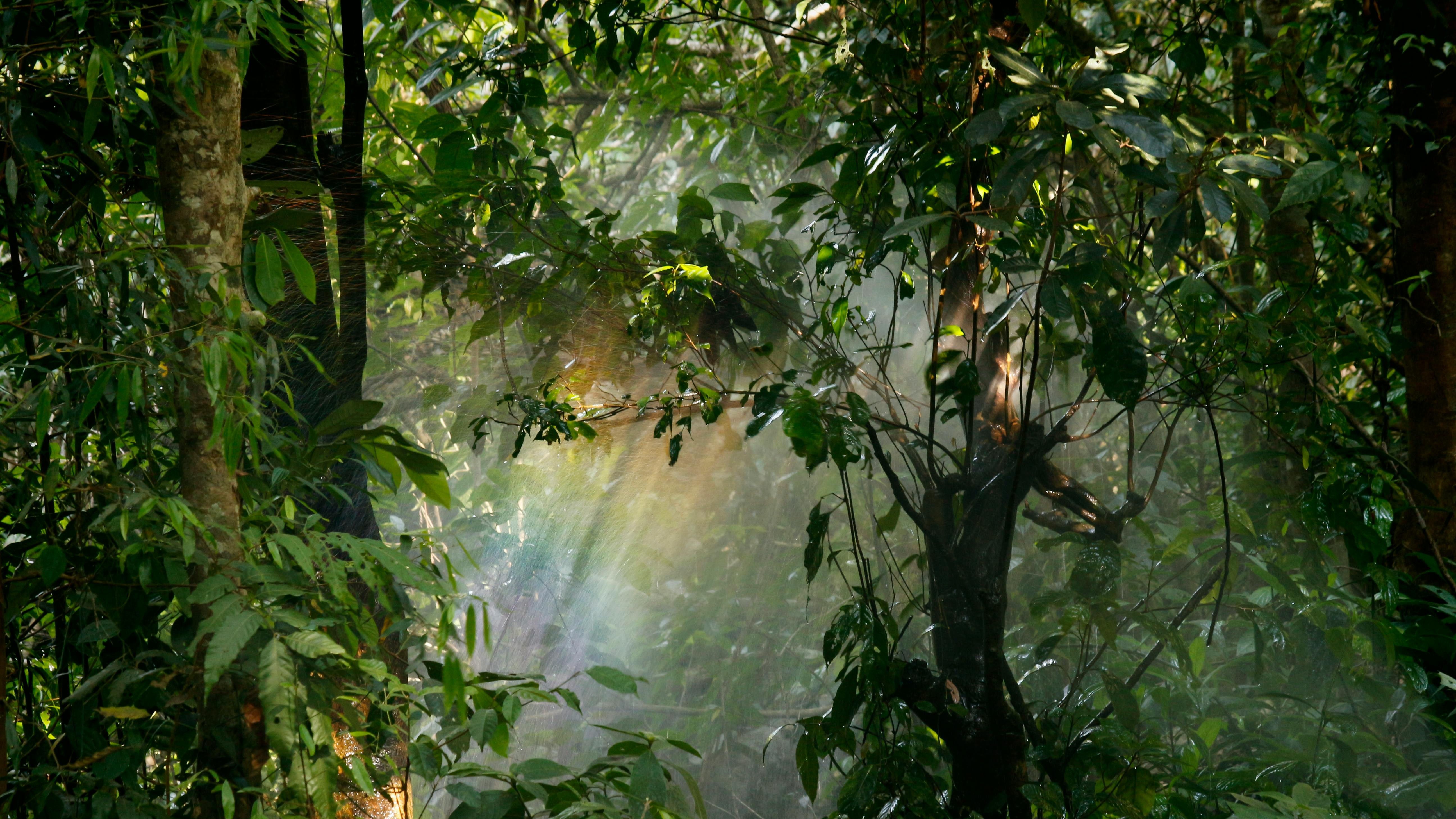 Necesitas hojas para el abono. FUENTE: Pexels