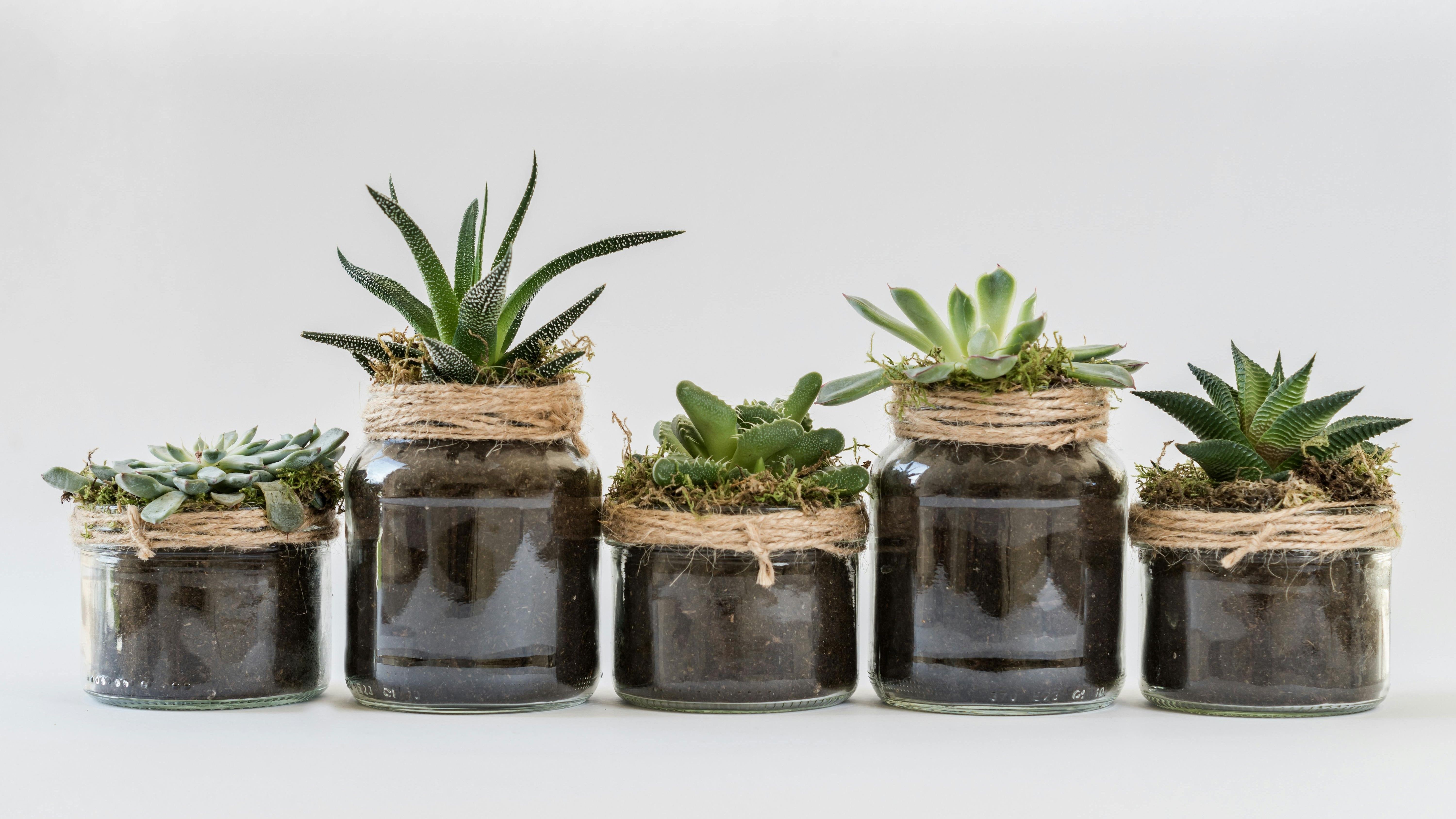 Todas las plantas necesitan cuidados. FUENTE: Pexels