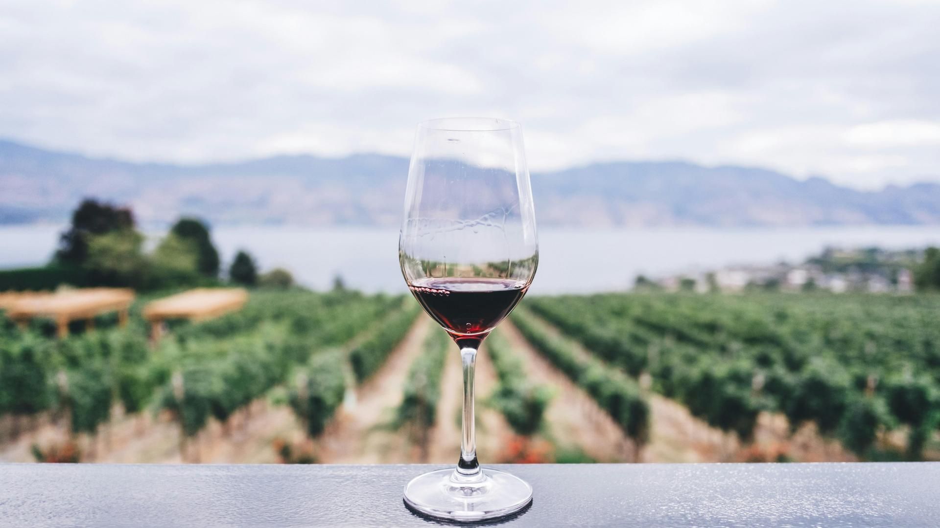 bodega boutique vinedo unsplash