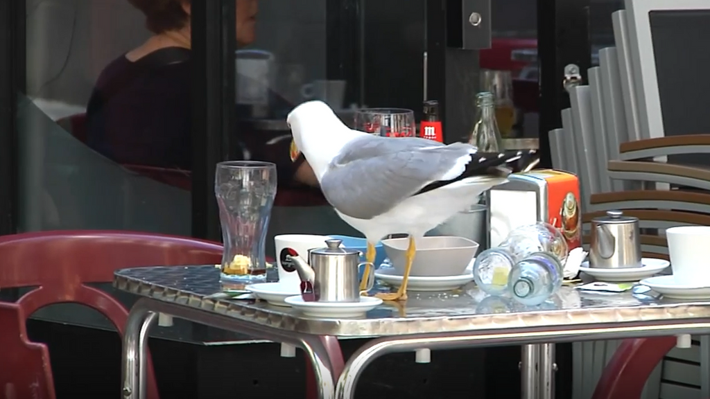 Gaviotas agresivas dominan las terrazas de Gijón y generan preocupación entre vecinos y hosteleros
