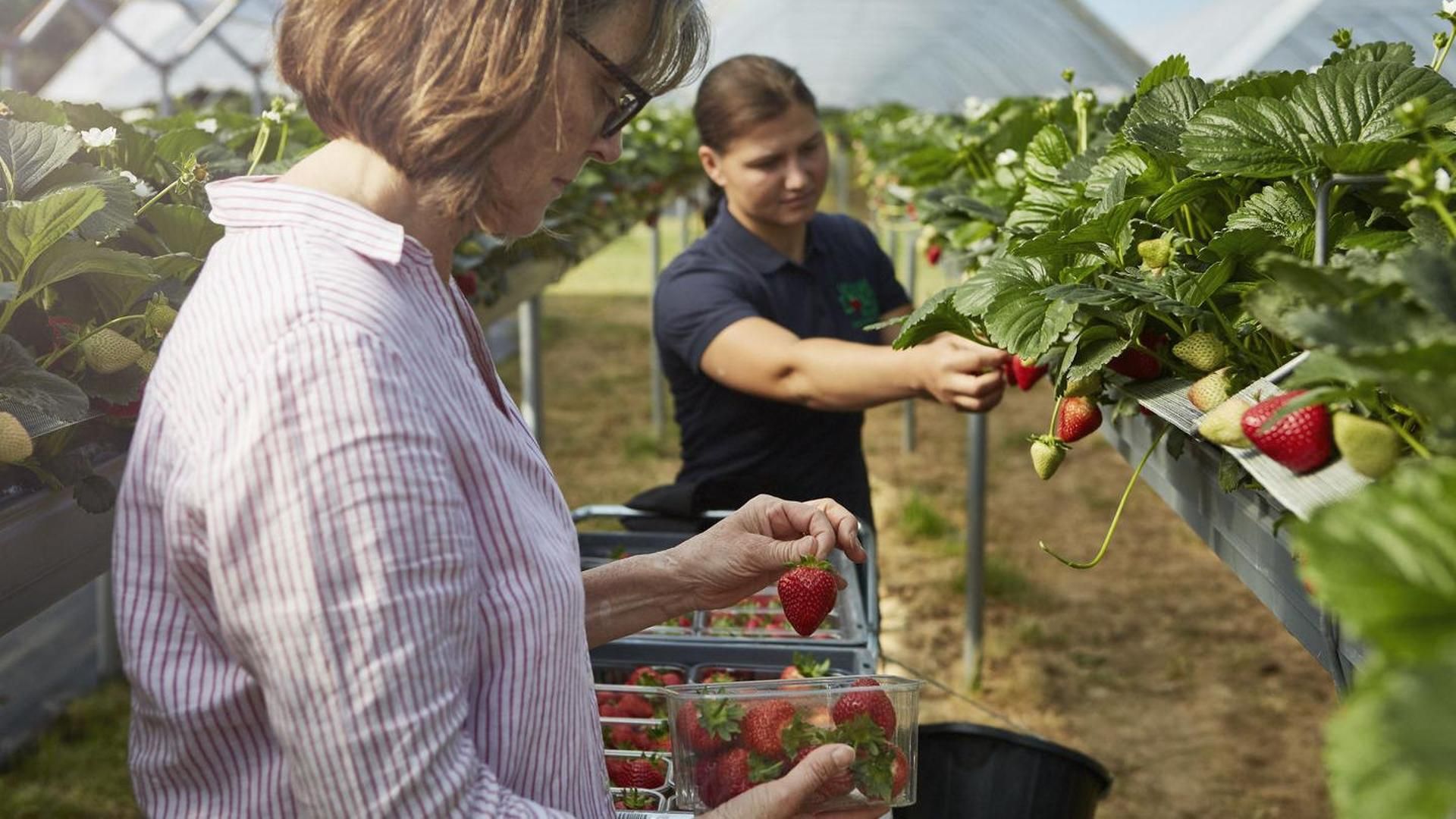 Las fresas provienen de Hugh Lowe Farms