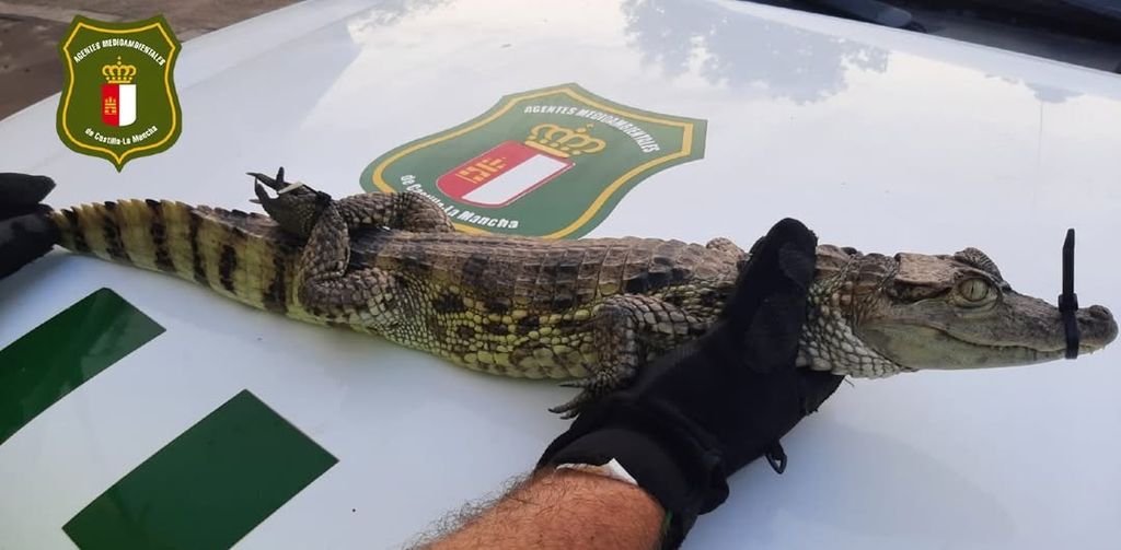 Caimán rescatado de un pantano de Almansa, Albacete