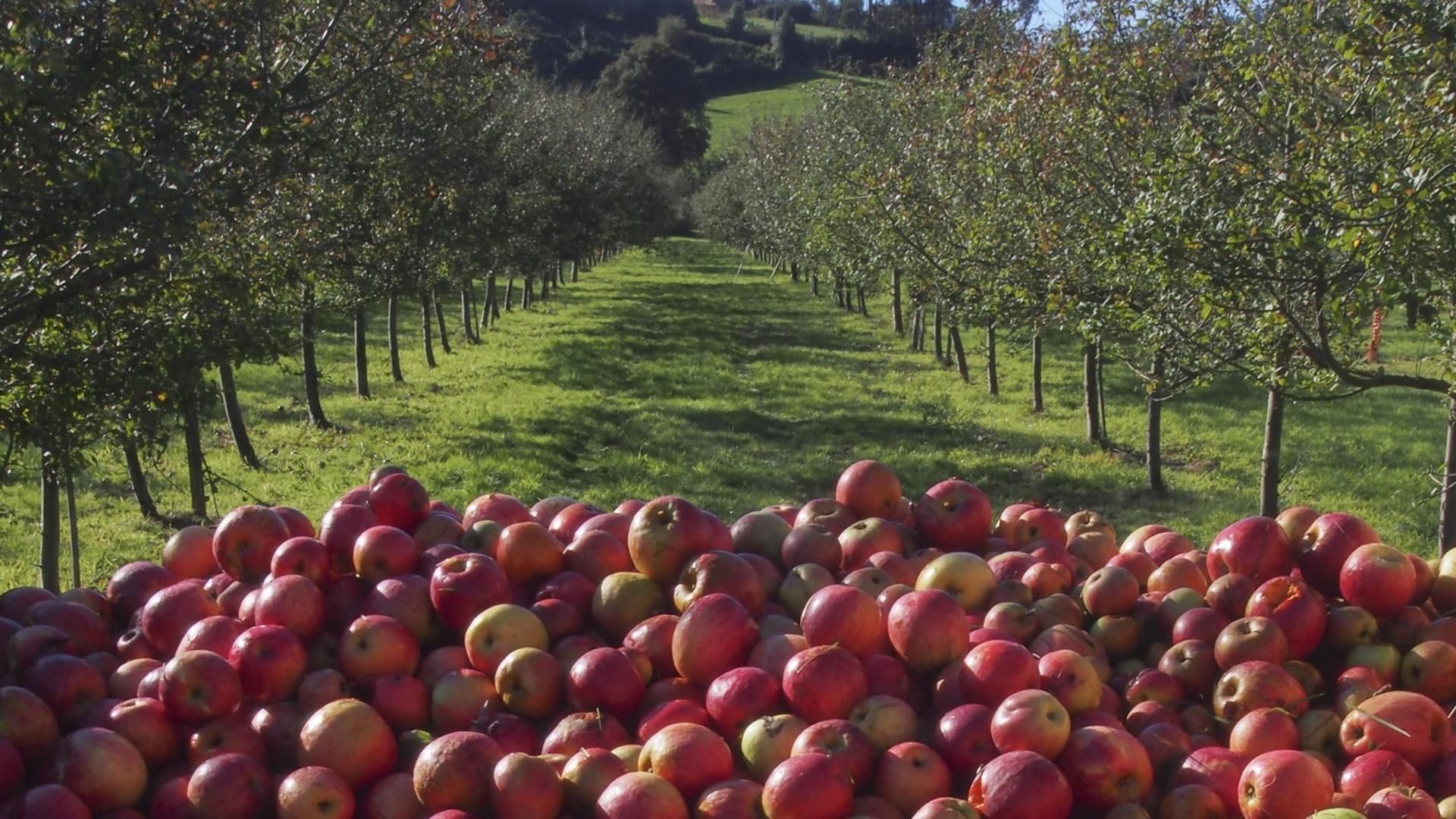 Cultivo de Manzanas es Asturias