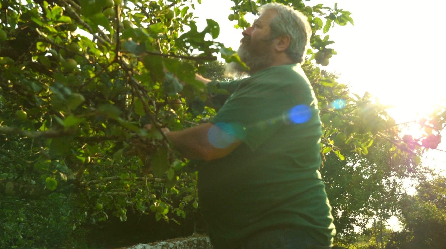 Cultivo de manzanos en Asturias