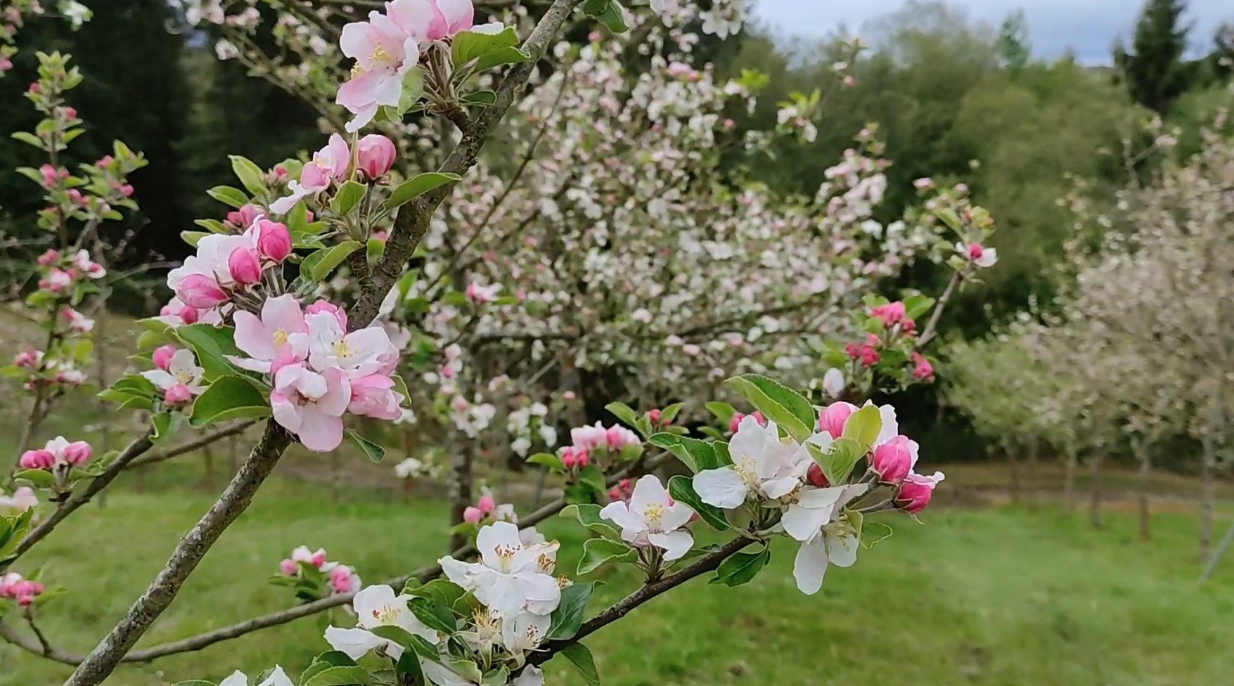 Floracion de los manzanos en la comarca de la sidra