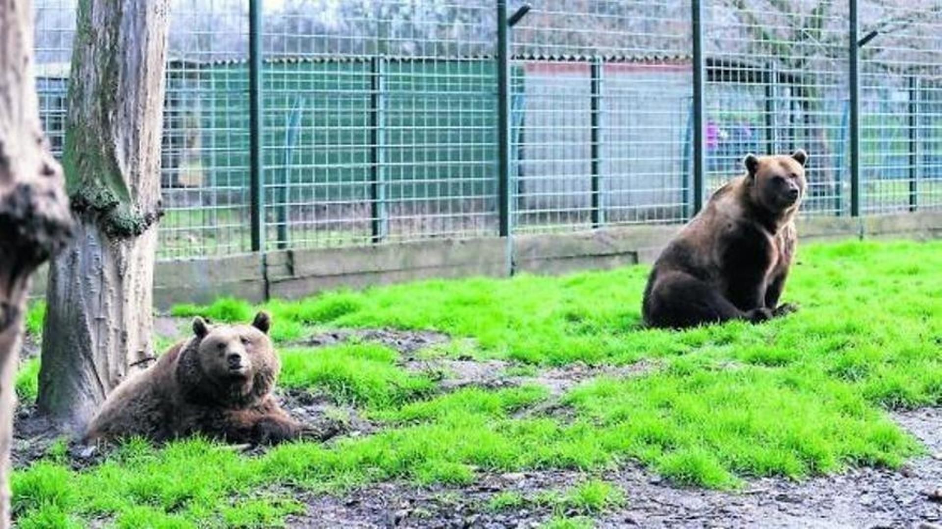 Luna y Ponderoso, los osos más famosos de León